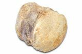 Fossil Mosasaur (Platecarpus) Vertebra - Kansas #382065-1